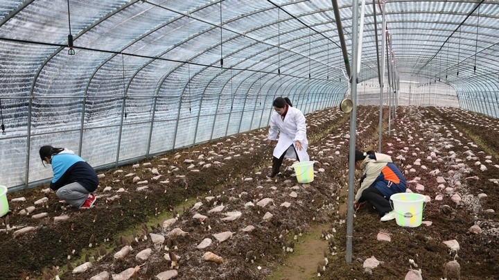 学生们小心翼翼地在基地采收羊肚菌（习水县融媒体中心供图）.jpg