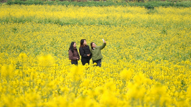 1 圖為綏陽旺草鎮競相綻放的油菜花吸引八方游客紛至沓來。.jpg