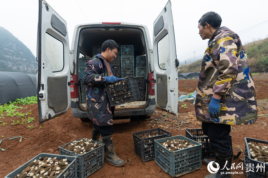 种植户刘德民正在转运刚刚采收的羊肚菌。人民网记者 涂敏摄