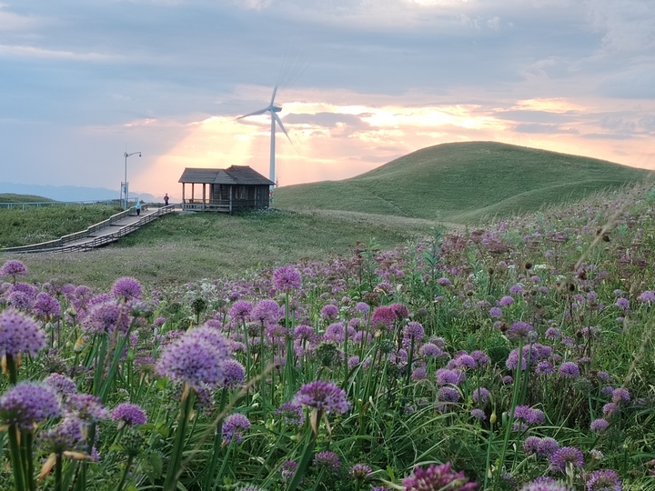 赫章县阿西里西大韭菜坪景区童话般的夕阳映照韭菜花美景。刘虹艳摄