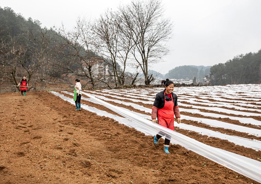 村民在进行大豆玉米复合种植。