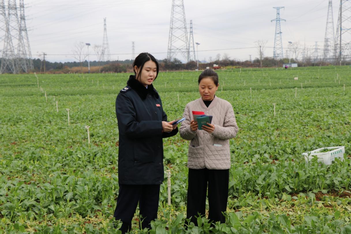 圖為安龍縣稅務局稅務人員走進蔬菜種植基地，了解產業種植、採摘、銷售情況，積極響應農企、農戶涉稅訴求，開展政策宣講、涉稅疑難問題輔導。韋漢鵬攝