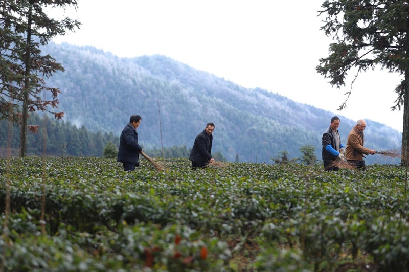 图为在印江自治县紫薇镇大水溪村农技人员组织茶农清扫结冰。