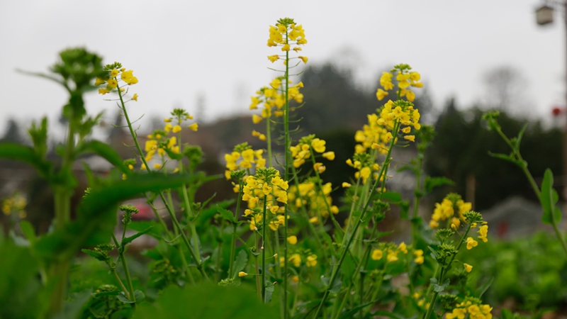 油菜花。