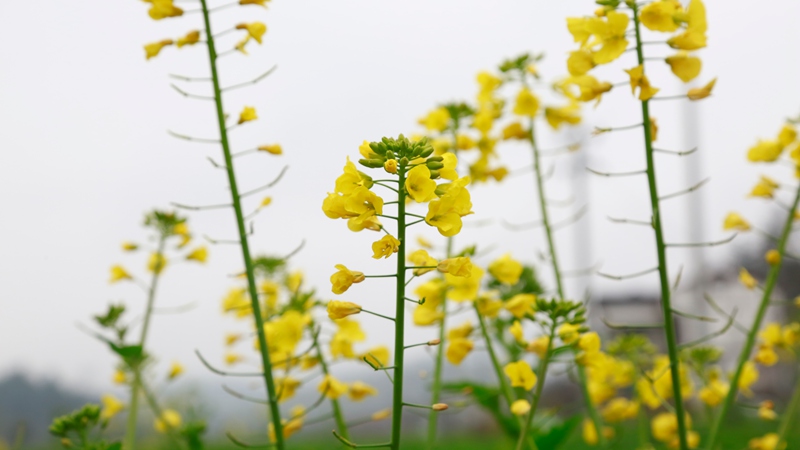 油菜花。