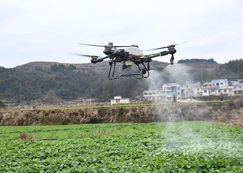 鬆桃自治縣迓駕鎮硐口村農機手操作無人機管護油菜。