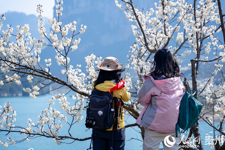 前来赏花的游客在盛开的樱桃花前拍照。人民网记者 涂敏摄