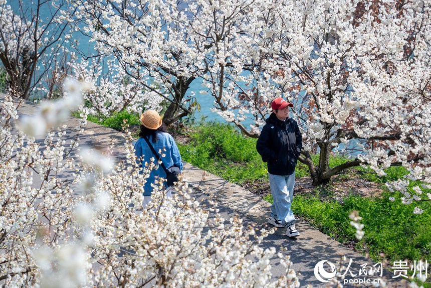 游客在盛开的樱桃花中漫步。人民网记者 涂敏摄