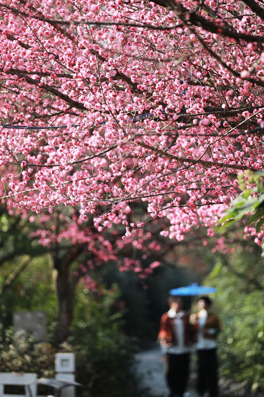 3月1日，貴州省黔西市西門外城郊的梅花迎春綻放，吸引游人紛紛前來觀花賞景、拍照打卡，樂享暖春時光。