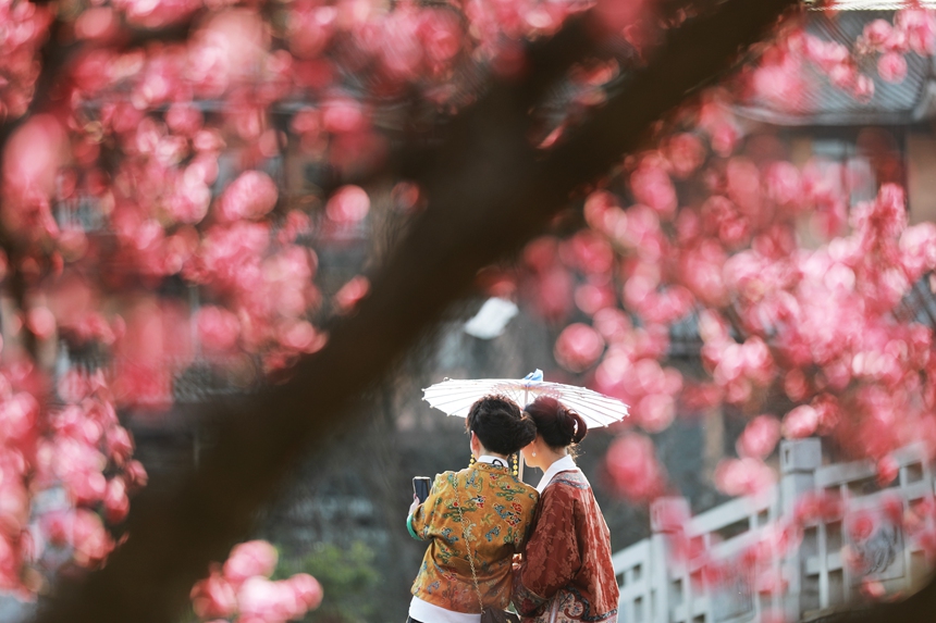 3月1日，貴州省黔西市西門外城郊的梅花迎春綻放，吸引游人紛紛前來觀花賞景、拍照打卡，樂享暖春時光。