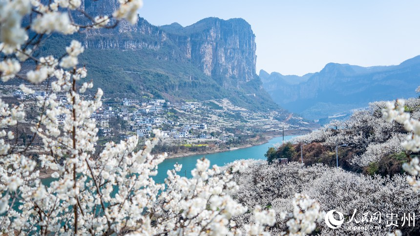 凹河萬畝櫻桃基地內盛開的櫻桃花。人民網記者 涂敏攝