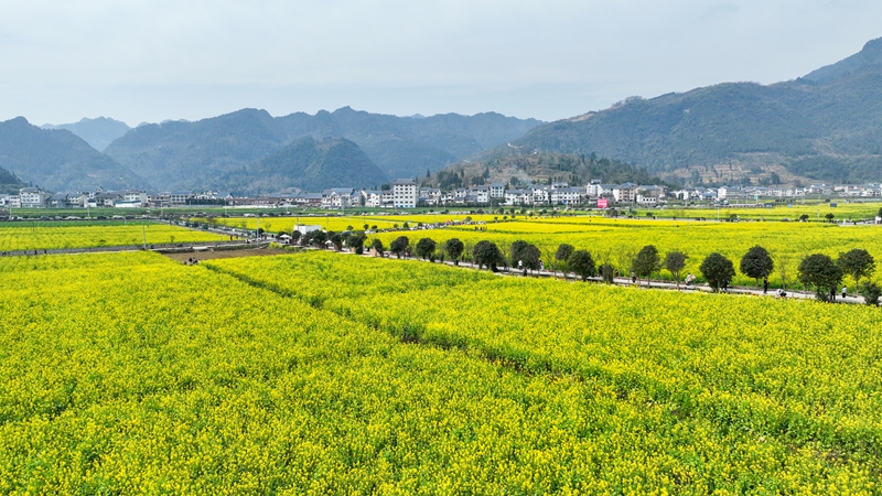 1 图为绥阳县旺草镇的万亩油菜花基地.jpg