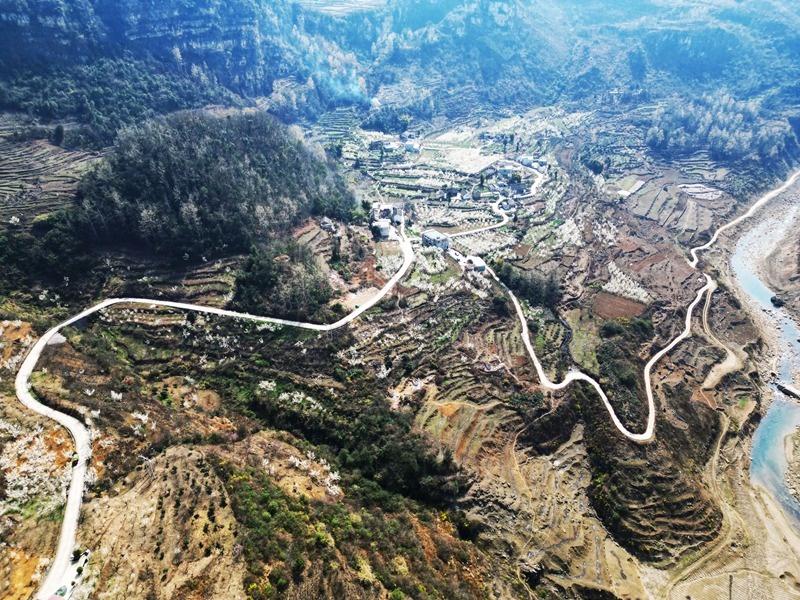 3月3日，暖春時節的貴州省黔西市林泉鎮西橋村，田間地頭、房前屋后盛開的櫻桃花把鄉村裝扮得更加美麗。