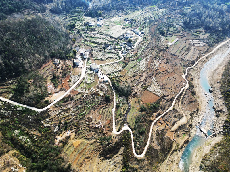 3月3日，暖春時節的貴州省黔西市林泉鎮西橋村，田間地頭、房前屋后盛開的櫻桃花把鄉村裝扮得更加美麗。