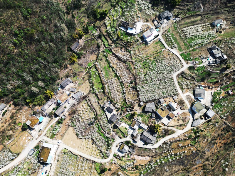 3月3日，暖春時節的貴州省黔西市林泉鎮西橋村，田間地頭、房前屋后盛開的櫻桃花把鄉村裝扮得更加美麗。