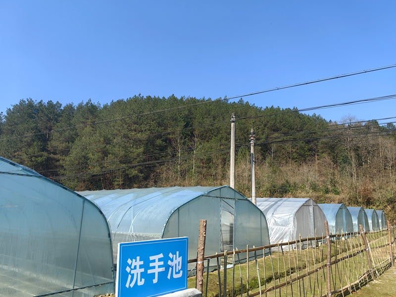 烤烟育苗大棚02（何敏摄）.jpg