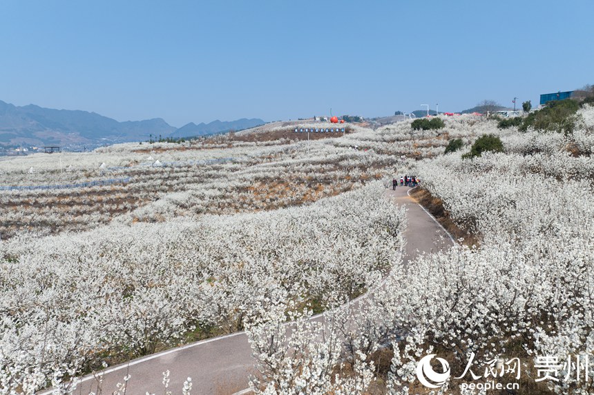 航拍陶营村樱桃园。人民网记者涂敏摄