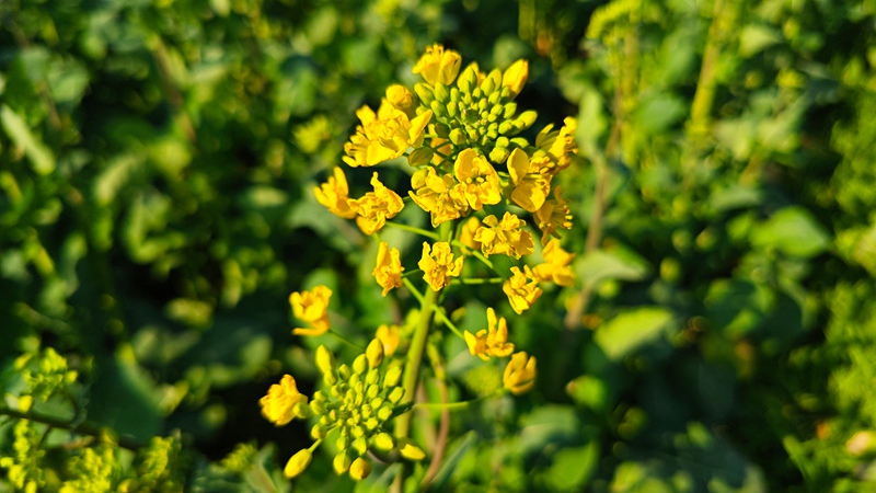 油菜花。