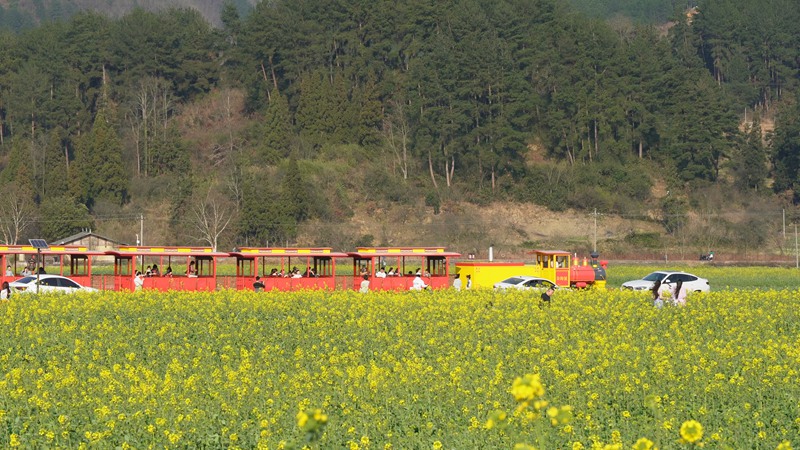 乘坐小火車看風景。