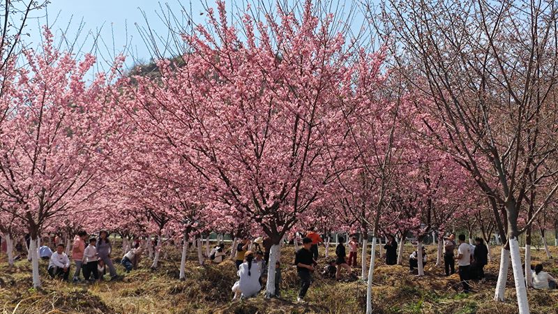 貴定金海雪山櫻花迎春綻放。