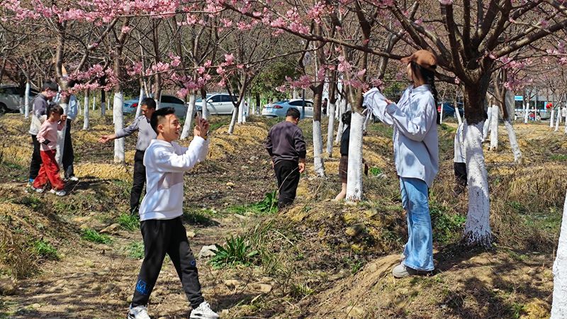 游客在櫻花樹下拍照打卡。