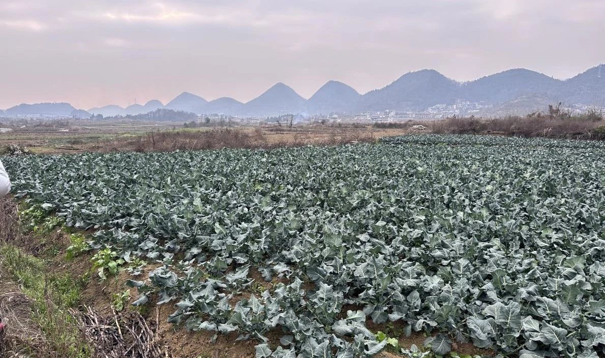 图为马官镇蔬菜种植基地。