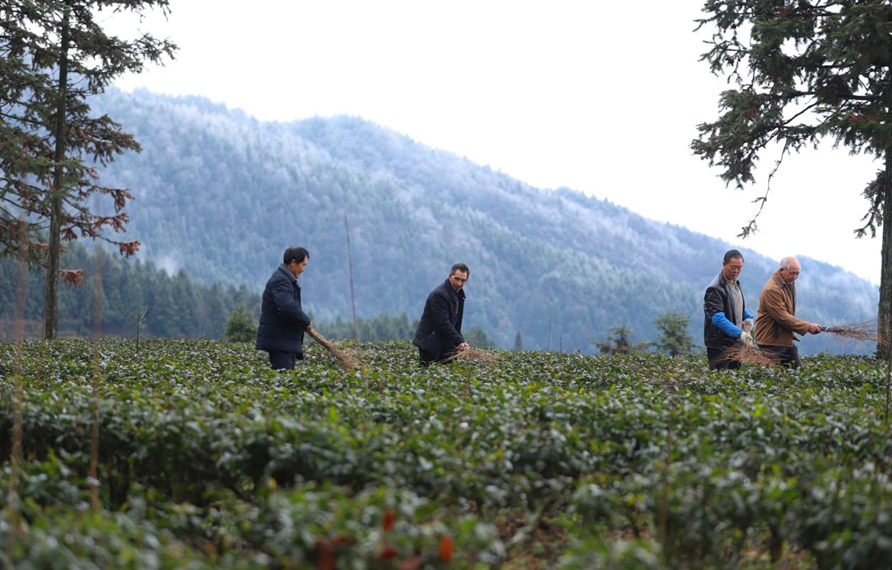 在印江自治县紫薇镇大水溪村农技人员组织茶农清扫结冰。王东摄