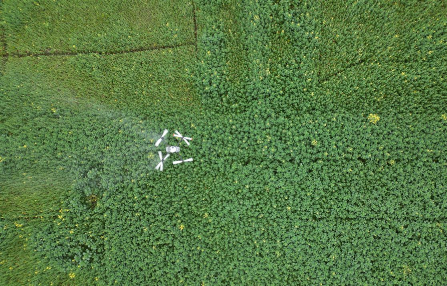 思南县塘头现代农业高效示范园区植保无人机正在飞防作业。柳琴红、孙磊、方泽坤、谢慧芳摄