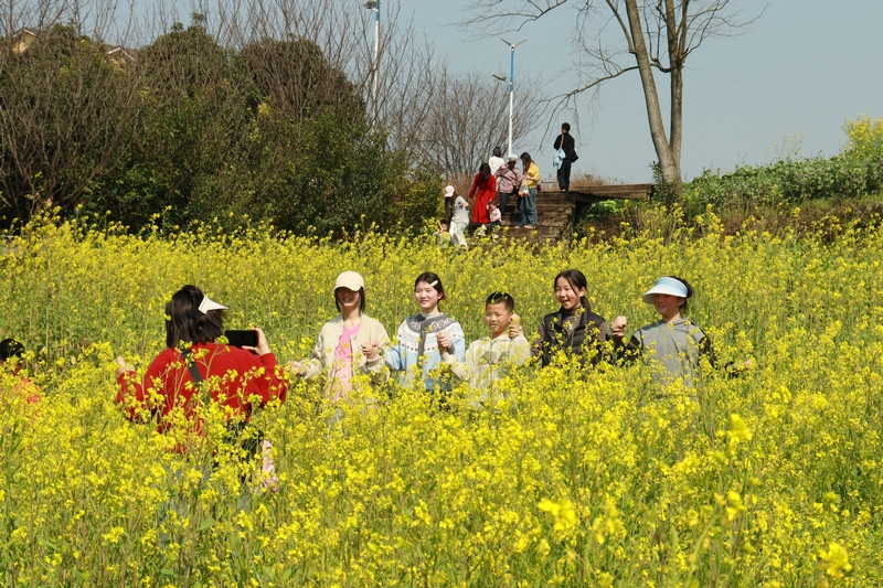 家長帶小朋友們在油菜花田裡感受春日美好。