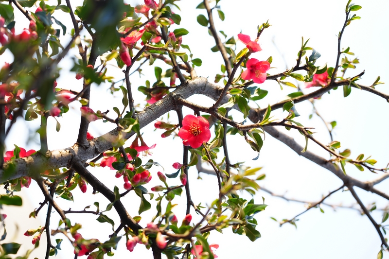 神採八卦園內種植的植物——鐵海堂。