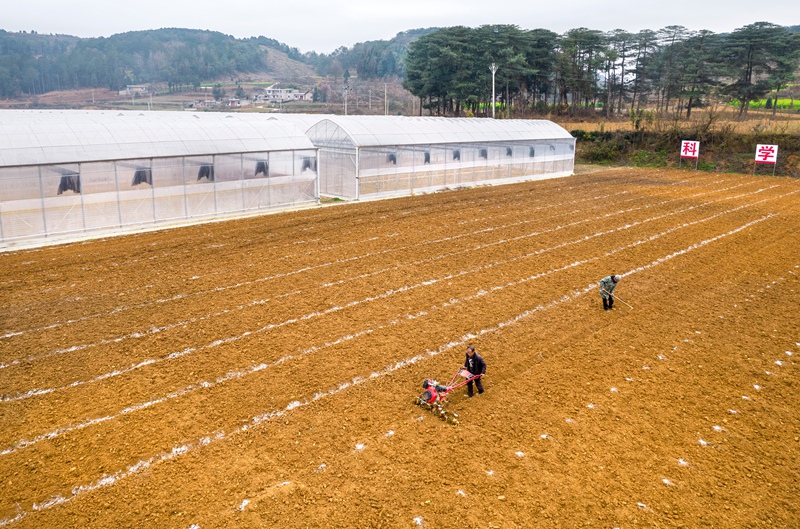 3月5日，村民在贵州省毕节市黔西市林泉镇清塘村坝区田间劳作。