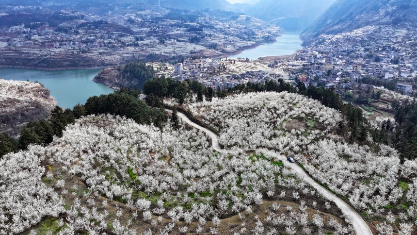 在赫章县平山镇江南社区拍摄的樱桃花 。陈春志摄