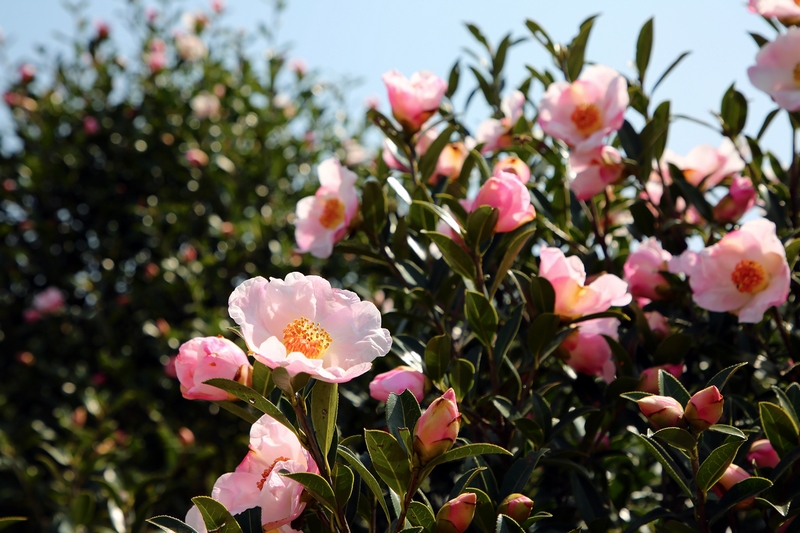 油茶花開。