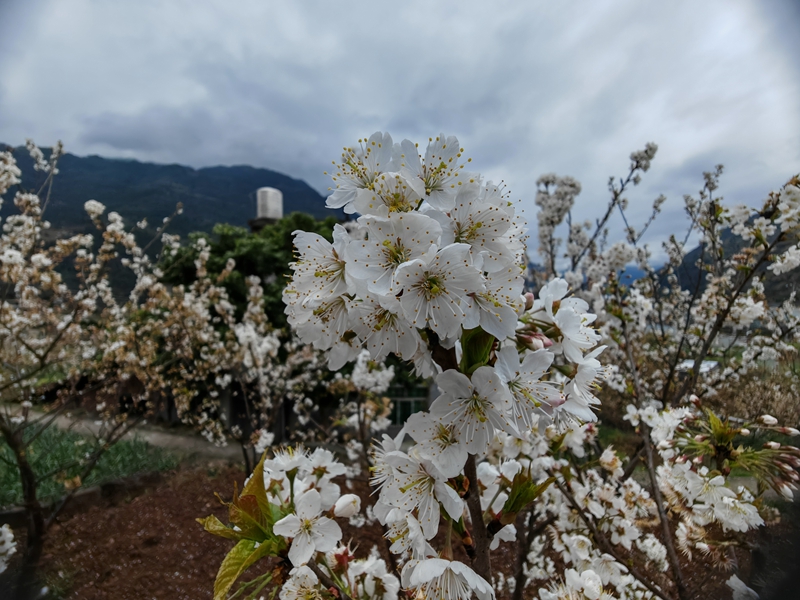 近赏繁密白花，远山云雾朦胧作衬（谢永恒 摄）.jpg