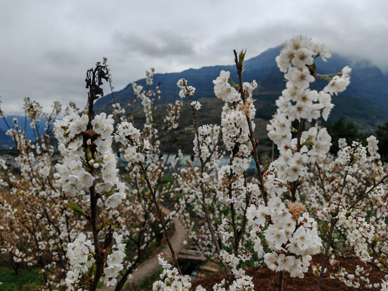 山间小径旁，洁白花朵在枝头绽放（谢永恒 摄）.jpg