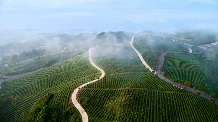黄红缨把万亩荒山变成万亩茶园.jpg