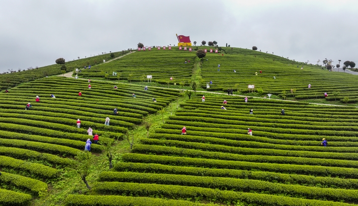 黄红缨茶园为当地及周边群众提供大量就业岗位。