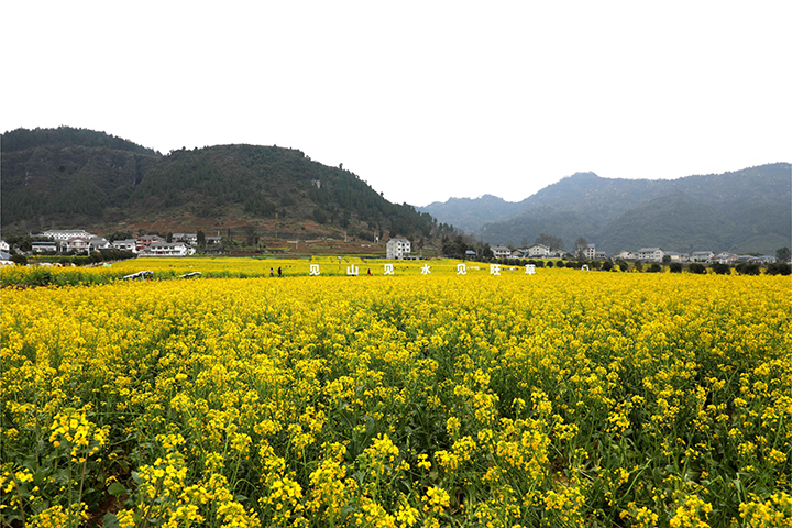 绥阳县旺草镇的油菜花海