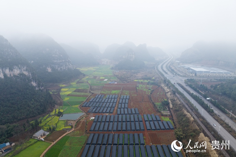 航拍羊肚菌種植基地。人民網記者 涂敏攝