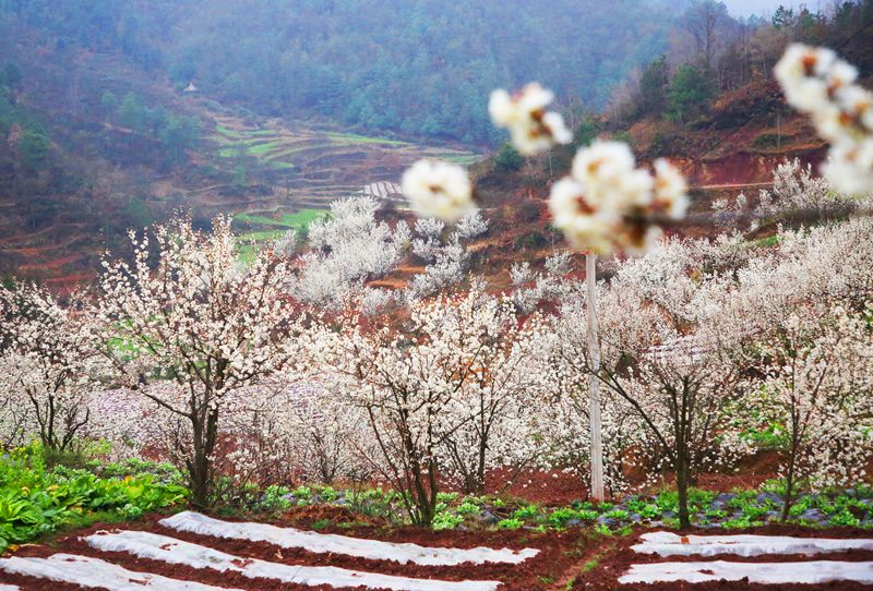 樱桃花竞相绽放。