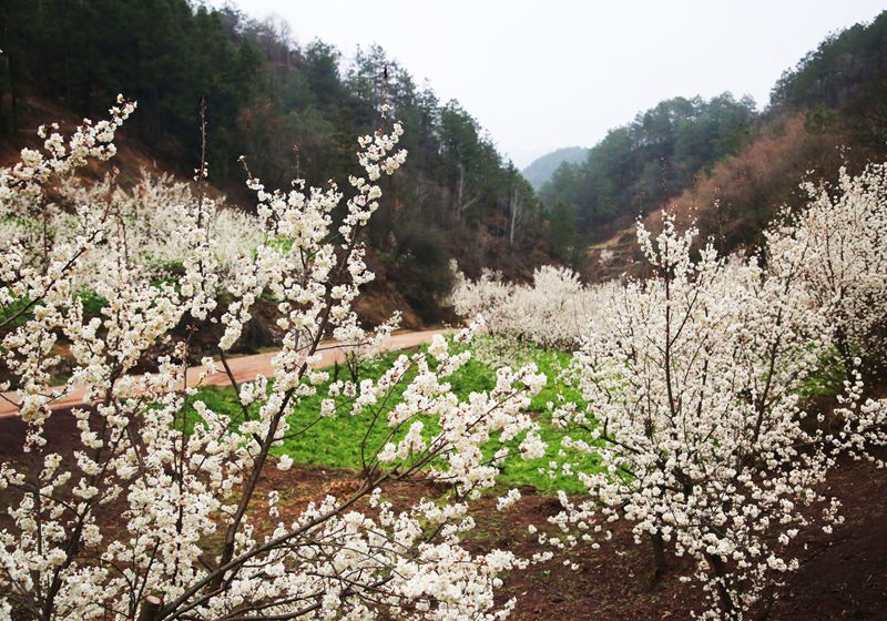 樱桃花竞相绽放。