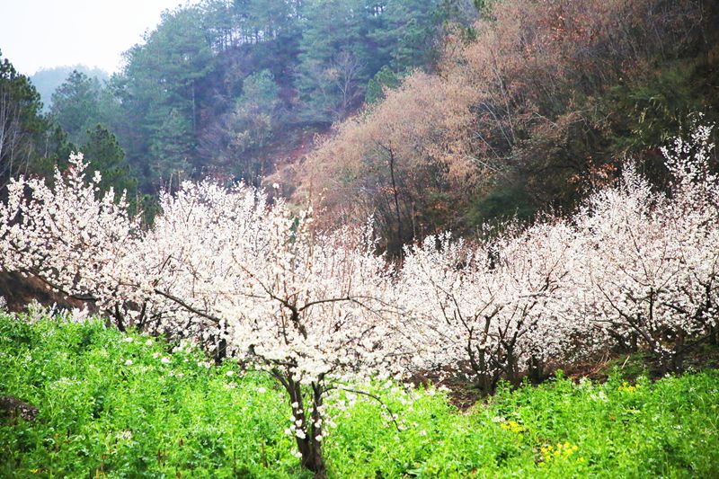 樱桃花竞相绽放。