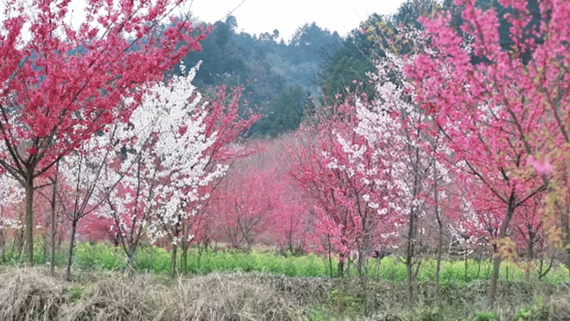 3、上麥城村千畝櫻花競相綻放 。.jpg