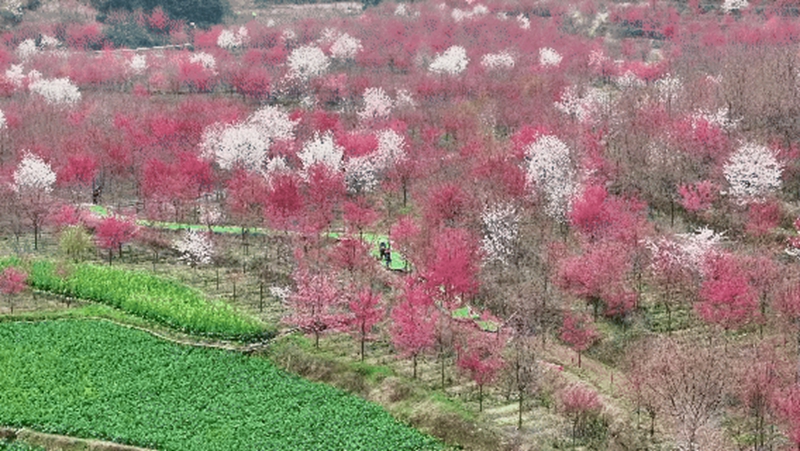 7、上麥城村千畝櫻花競相綻放 。.jpg