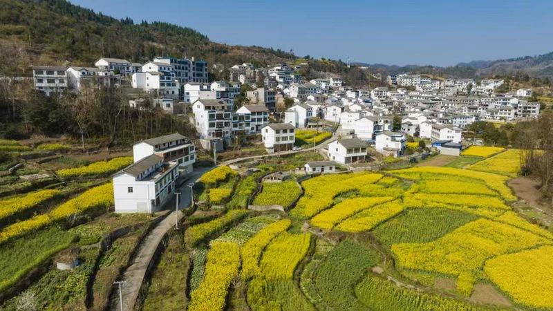 图为桃子村油菜花盛开,犹如一幅美丽的油画风景图。