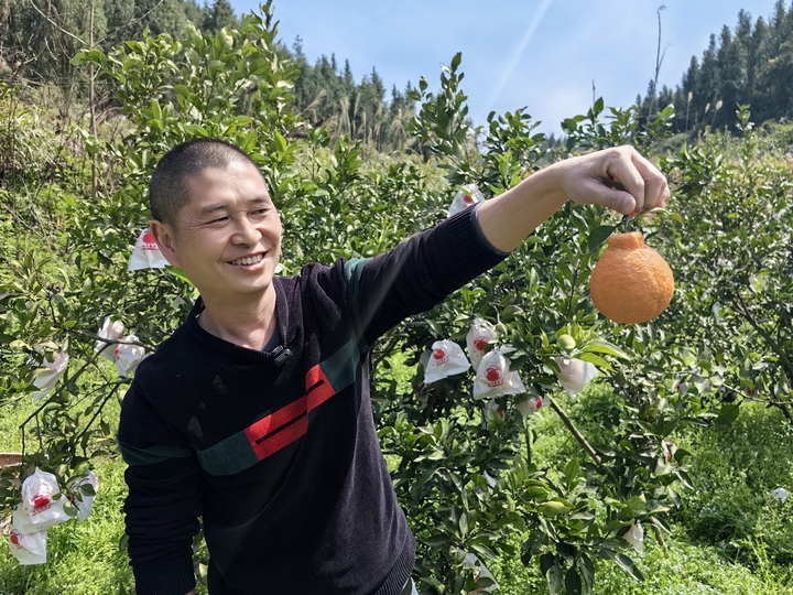 果农丰收（何敏摄）.jpg