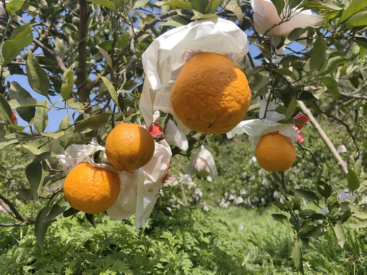 果实挂满枝头（何敏摄）.jpg