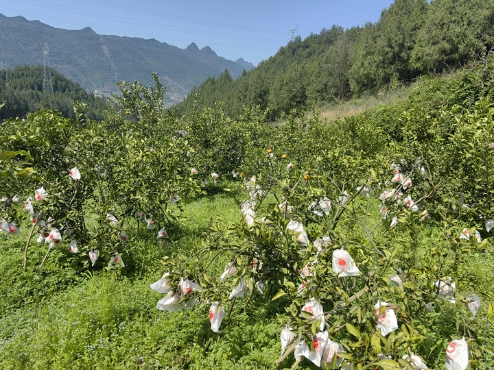不知火种植基地02（何敏摄）.jpg