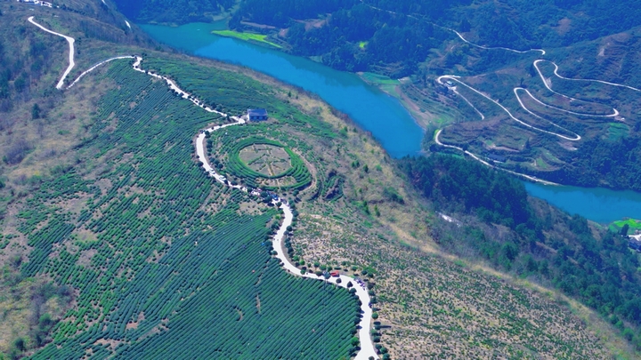 思南县许家坝镇云光顶茶叶基地3（杨廷雪 摄）.jpg