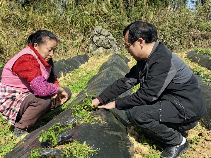 马铃薯基地02（苏畅莉摄）.jpg